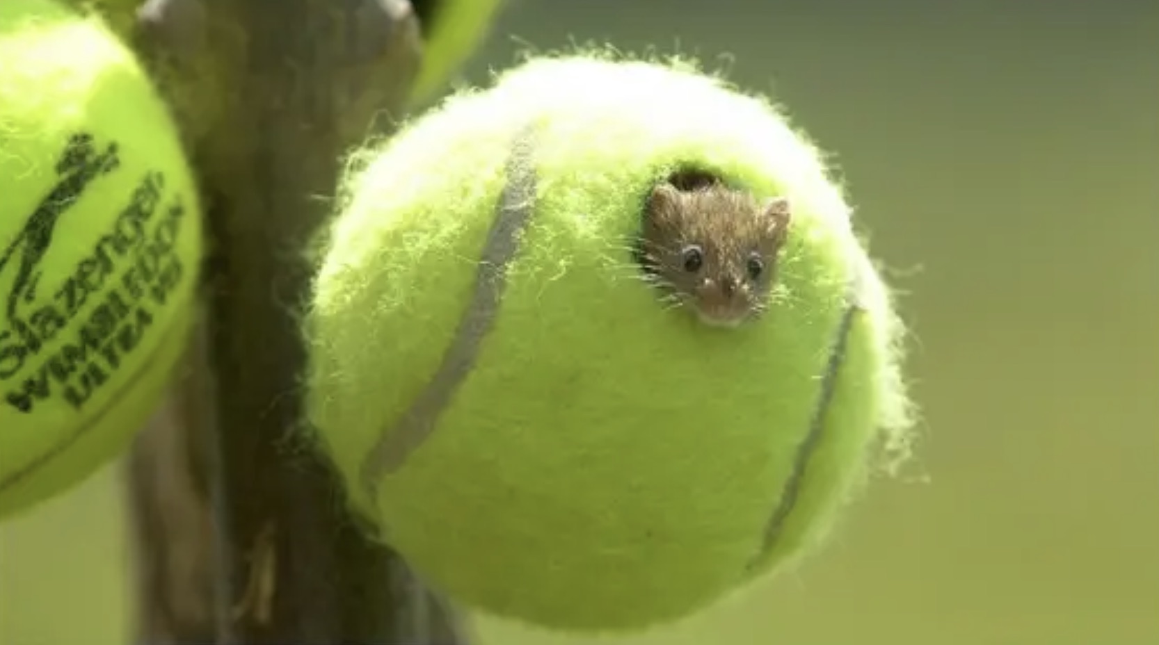 mouse in a tennis ball